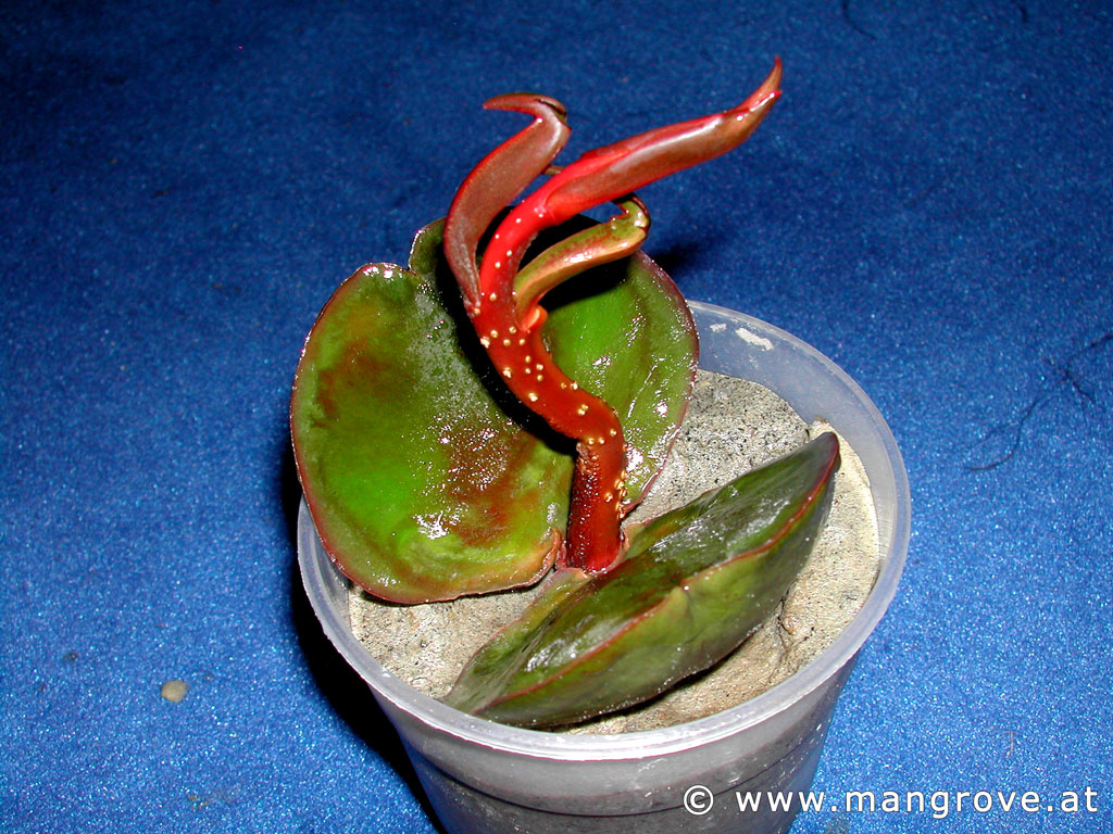 Pelliciera rhizophorae cultivation